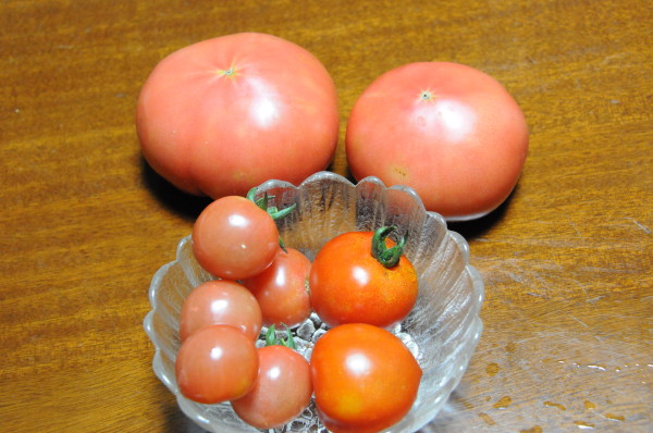 トマト３種