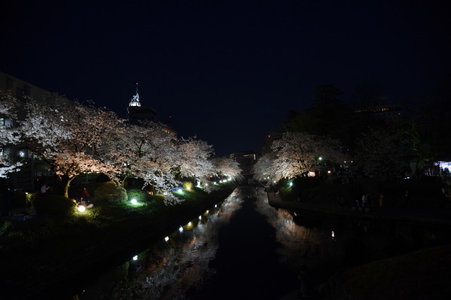 夜桜と市役所